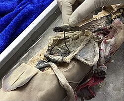 Uterus, placenta and fetus of a silvertip shark