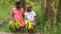 Small-scale banana production, Liberia, 2013