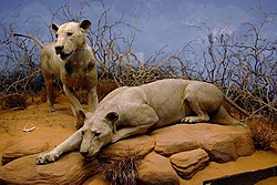 The Tsavo maneaters of East Africa on display in the Field Museum of Natural History in Chicago