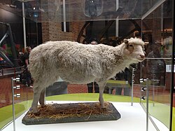 The taxidermied body of Dolly the sheep