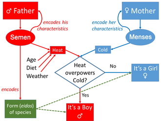 Inheritance: model of transmission of movements from parents to child, and of form from the father. Male aspects are shown in red; female aspects in blue. The model is not fully symmetric.[19]