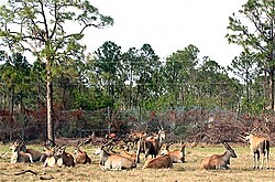 Resting in herds