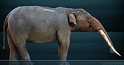 Reconstruction of the gomphothere Cuvieronius