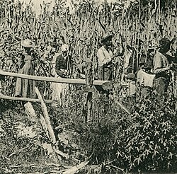 Afro Cubans working in a sugar plantation