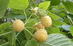 Yellow cultivar
