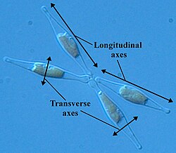 Four individuals of Phaeodactylum tricornutum, a diatom with a fixed elongated shape