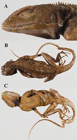 The type specimen (holotype) of Lacerta plica, described by Linnaeus in 1758