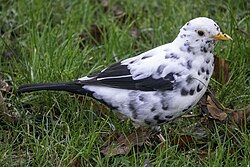 An incomplete leucistic common blackbird.