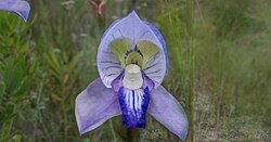 Disa purpurascens