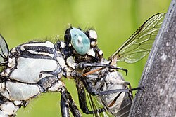 Common clubtail, Gomphus vulgatissimus, with prey