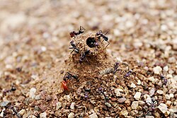 Ant mound holes prevent water from entering the nest during rain.