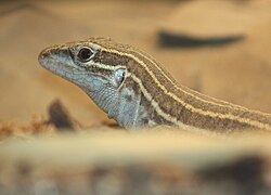 Desert grassland whiptail lizard females reproduce by obligate parthenogenesis.