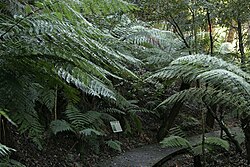 National Botanic Gardens Rainforest Tour