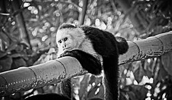 White-faced Capuchin (Cebus capucinus) exhibit parental care through playful behavior, collecting discarded food, and proximity to an infant.