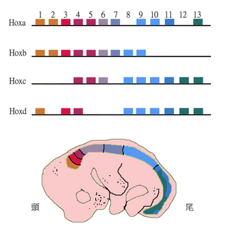 Vertebrate Hox genes are organized in sets of paralogs. Each Hox cluster (HoxA, HoxB, etc.) is on a different chromosome. For instance, the human HoxA cluster is on chromosome 7. The mouse HoxA cluster shown here has 11 paralogous genes (2 are missing).[41]
