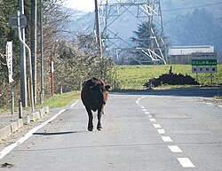 An escaped cow ambles down a street in Namie, Fukushima, a town evacuated following the 2011 Tōhoku earthquake and tsunami. In situations where humans leave an area, domesticated animals left behind have the opportunity to escape into the wild.