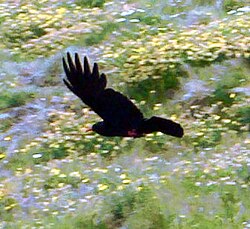 The red-billed chough (Pyrrhocorax pyrrhocorax pyrrhocorax), once commonly seen throughout Cornwall, experienced a severe decline in its population in the 20th century.