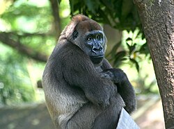 Nyango, the only known Cross River gorilla in captivity. She died on October 10, 2016.[20]