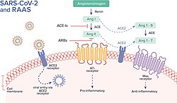 The association between SARS-CoV-2 and the Renin-Angiotensin-Aldosterone System