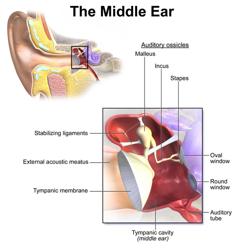 The middle ear