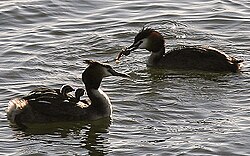 Great crested grebes