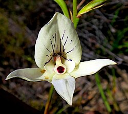 Disa schlechteriana