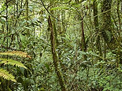 Tropical montane forest at around 2,000 m in Malaysia