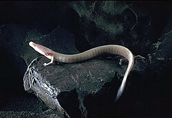 Olm can be found in the Postojna cave and other caves in the country.