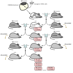 Chimeric trait distribution by generation