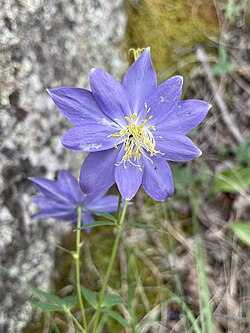 Spurless columbine photographed south of Estes Park, Colorado
