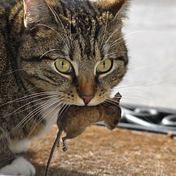 A deermouse is the prey of this domestic cat.