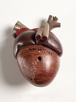 Didactic model of an avian heart