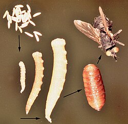 Life cycle of stable fly Stomoxys calcitrans, showing eggs, 3 larval instars, pupa, and adult