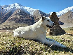 Georgian Shepherd Dog