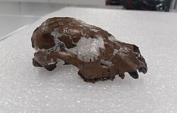 Fossil skull of Pristinailurus, a North American relative of the modern Red Panda