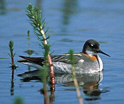 Red-necked phalarope