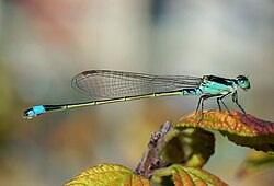 Damselflies, like this Ischnura senegalensis, are slenderer in build than dragonflies, and most hold their wings closed over their bodies.