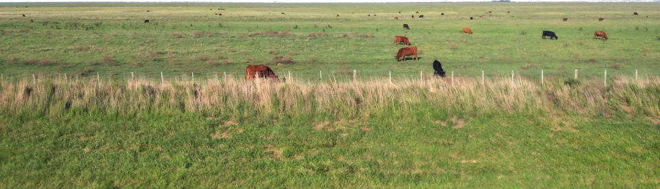 Pampas Plain in Buenos Aires province, Argentina