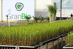 Sugar cane in Alagoas