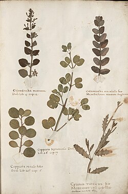 Herbarium book which dates from 1633. Made by the Flemish Bernardus Wynhouts.[1]