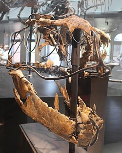 Skull of a juvenile T. rex formerly classified as Dinotyrannus megagracilis