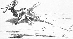 Early reconstruction of Rhamphorhynchus