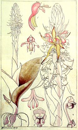 Satyrium macrophyllumPencil and watercolour by Harry Blus