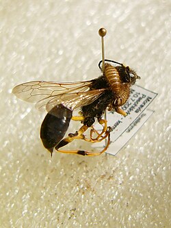 Varied carpet beetle larvae, Anthrenus verbasci, damaging a specimen of Sceliphron destillatorius in an entomological collection