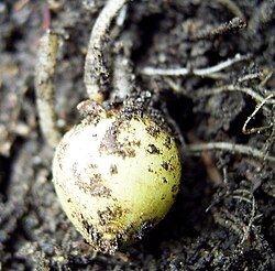 A young potato tuber