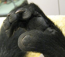 Close-up of a ruffed lemur's foot, showing the toilet-claw on the second toe and nails on all other toes