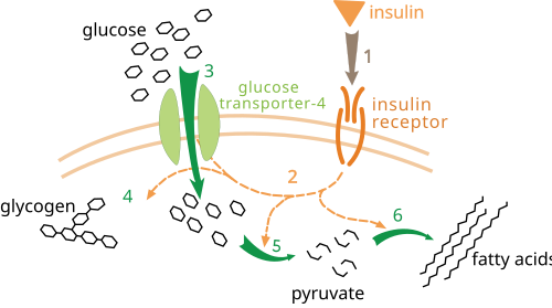 Effect of insulin on glucose uptake and metabolism. Insulin binds to its receptor (1), which in turn starts many protein activation cascades (2). These include: translocation of Glut-4 transporter to the plasma membrane and influx of glucose (3), glycogen synthesis (4), glycolysis (5) and fatty acid synthesis (6).[118]