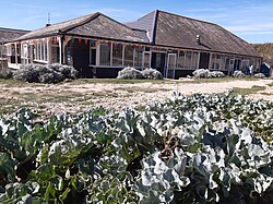 Sea kale as decorative plant in Birling Gap garden on dry sandy soil by the sea
