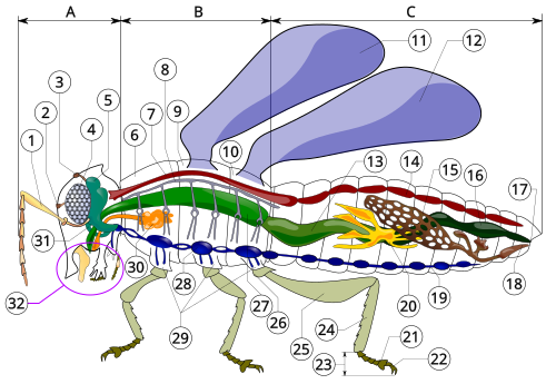 Insect morphology A- Head B- Thorax C- Abdomen antennaocellus (lower)ocellus (upper)compound eyebrain (cerebral ganglia)prothoraxdorsal blood vesseltracheal tubes (trunk with spiracle)mesothoraxmetathoraxforewinghindwingmidgut (stomach)dorsal tube (heart)ovaryhindgut (intestine, rectum, anus)anusoviductnerve cord (abdominal ganglia)Malpighian tubulestarsal padsclawstarsustibiafemurtrochanterforegut (crop, gizzard)thoracic ganglioncoxasalivary glandsubesophageal ganglionmouthparts