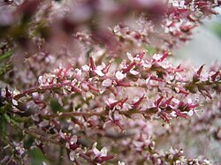 Tamarix gallica in flower